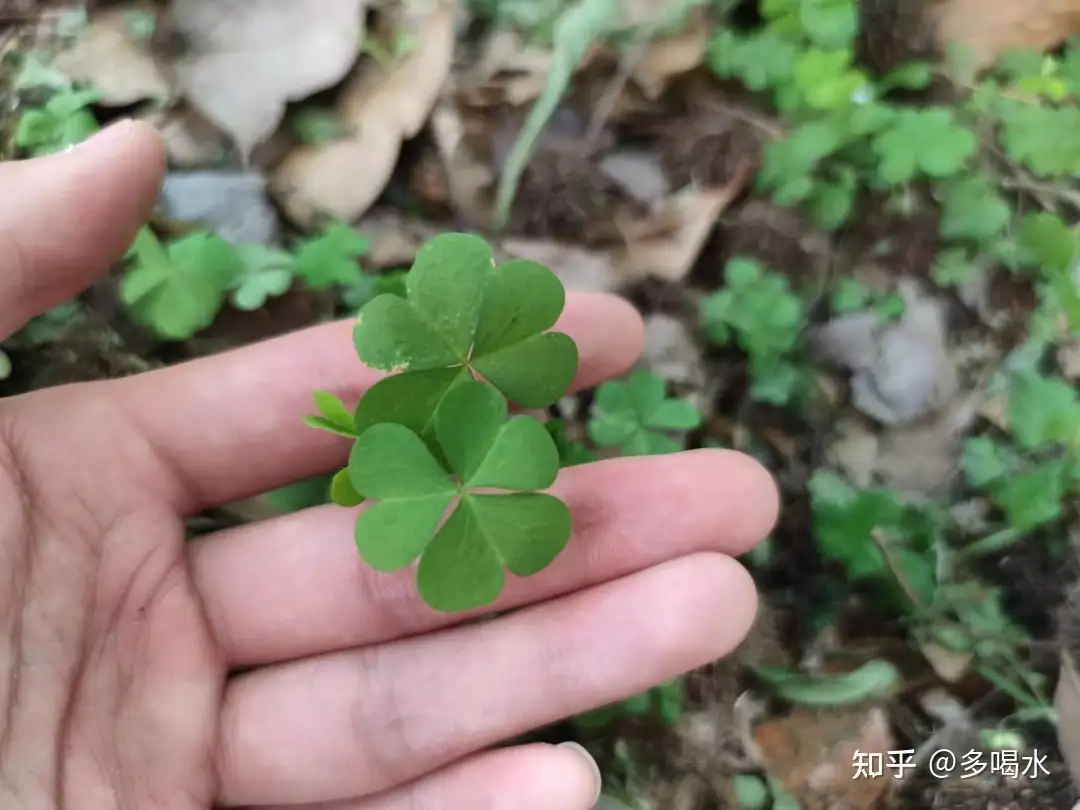 为一直被喊作 三叶草 的 紫花酢浆草 正名 知乎