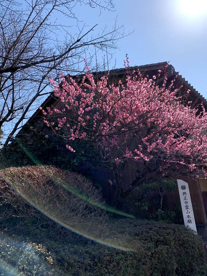 blooming sakura