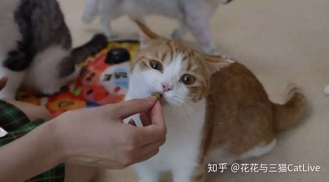 猫咪吃虫瘿果和吃猫薄荷 效果会有什么区别 知乎