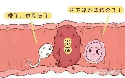 输卵管堵了,怀孕还有戏吗?插图(1) v2-430c7f328c58dac37dc3472f09525634_720w.jpg插图(1)