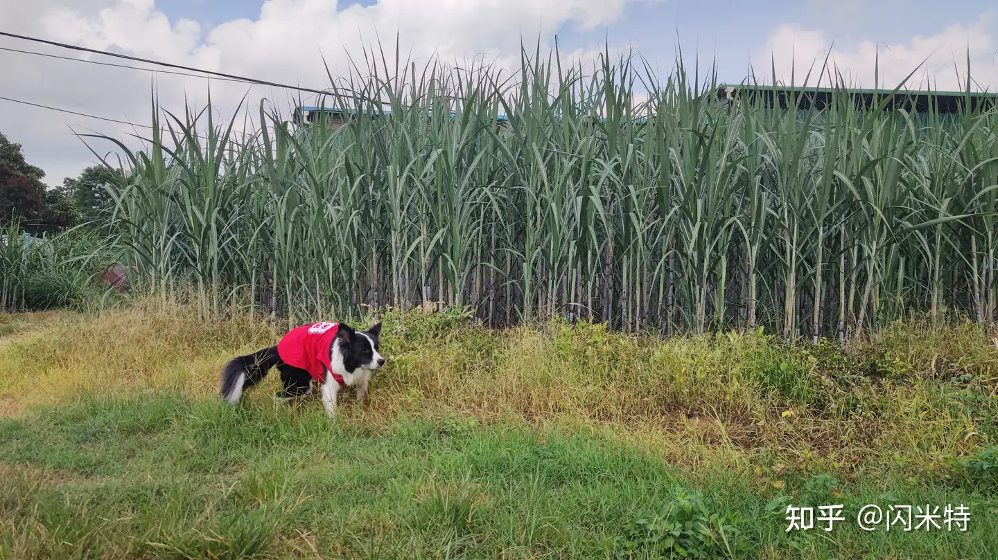 甘蔗一吨才500多块钱，为什么广西那么多地方现在还种着？