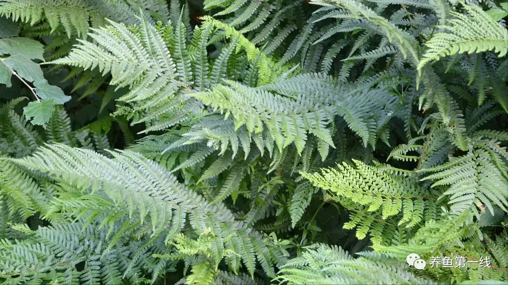 春天鱼类繁殖季节来了 鱼巢 繁殖黏性鱼卵鱼类的必备着卵物 知乎