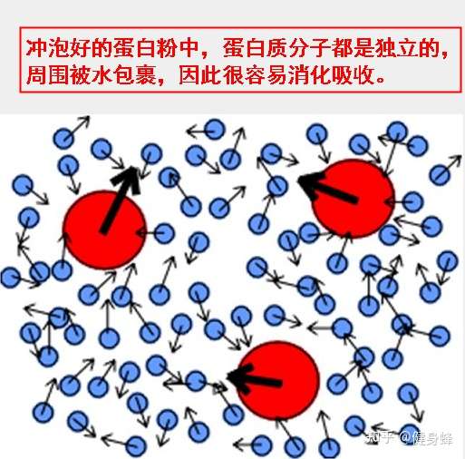 冲泡好的 蛋白粉中,蛋白质分子都是独立的,周围被水包裹.