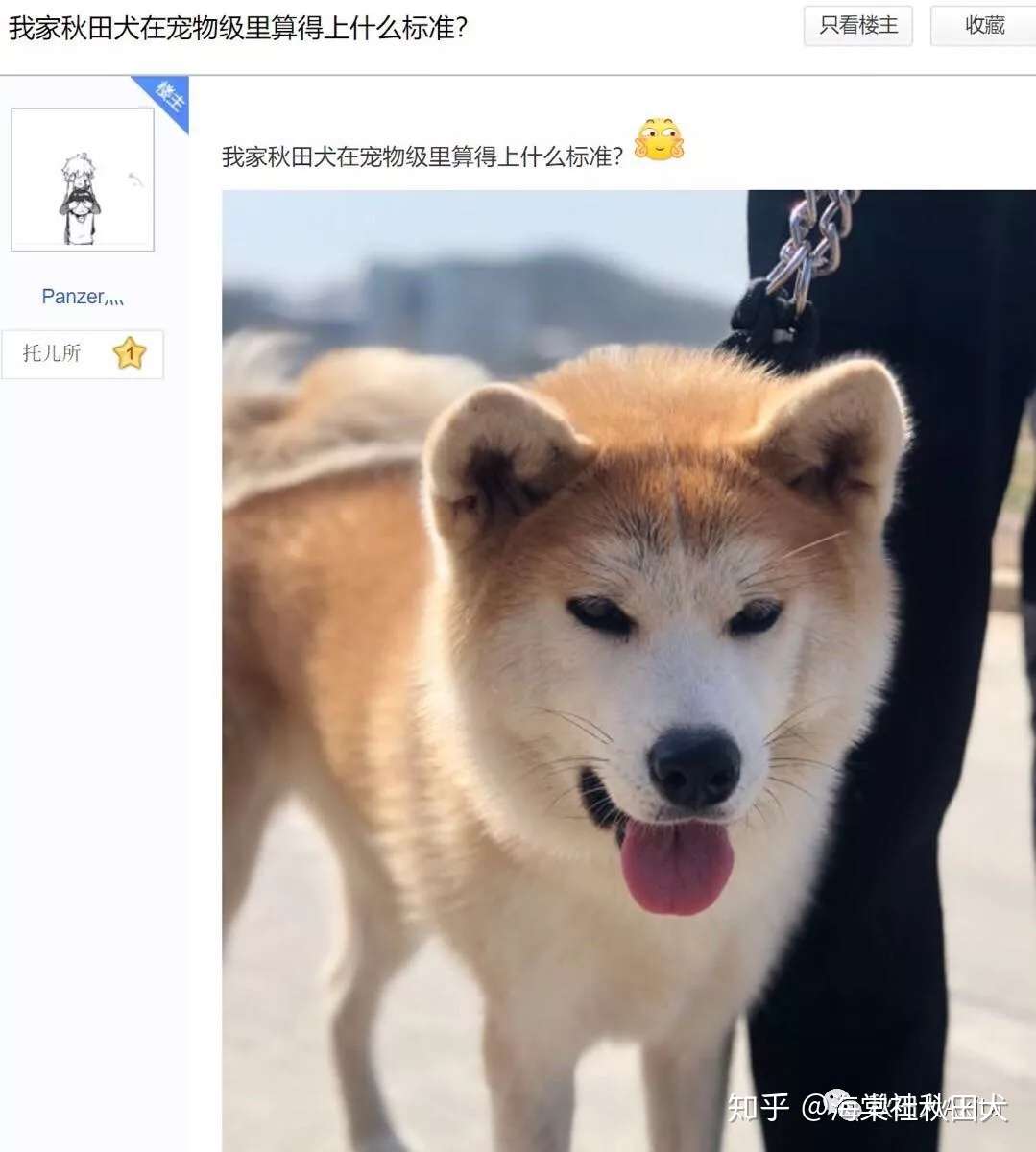 欧洲秋田犬价格3000 欧元 你羡慕吗 知乎