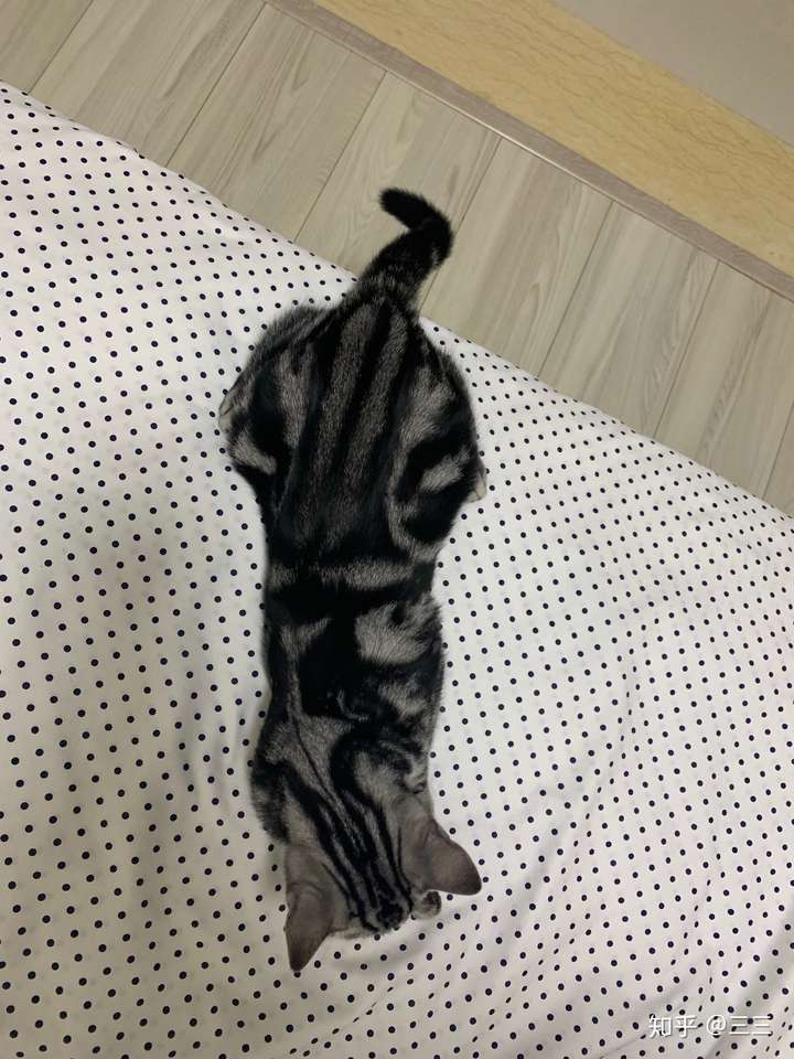 从第一张照片可以看出是狸花猫.