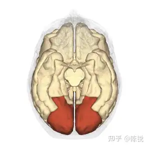 anatomy, position, and structure of the occipital brain lobe枕