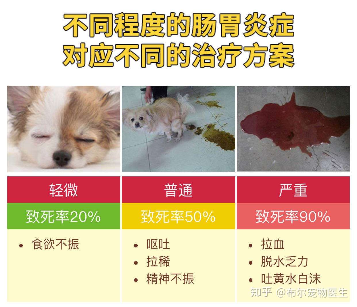 科普 宠物呕吐腹泻原因以及治疗必看科普 知乎