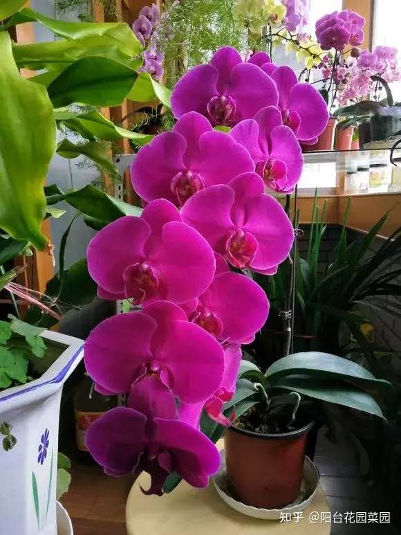 蝴蝶兰 烂大根 秋天剪一剪泡个澡 照样开成花中 美王后 知乎