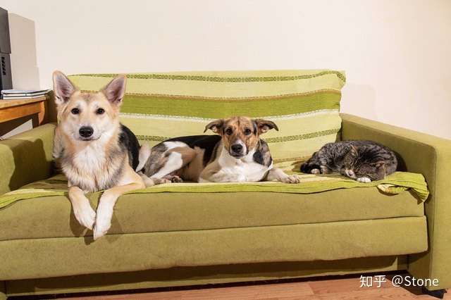 Eogo予多 狗狗为什么那么能睡 知乎