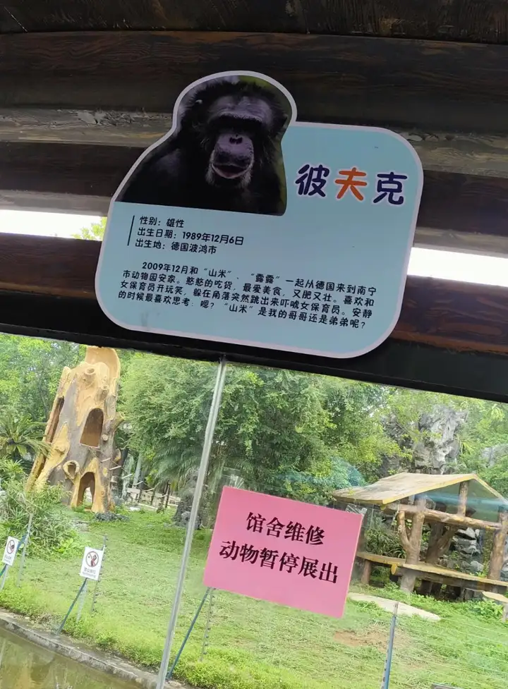 南宁动物园：网红黑猩猩正在戒烟，称其在德国领养家庭染上恶习插图2