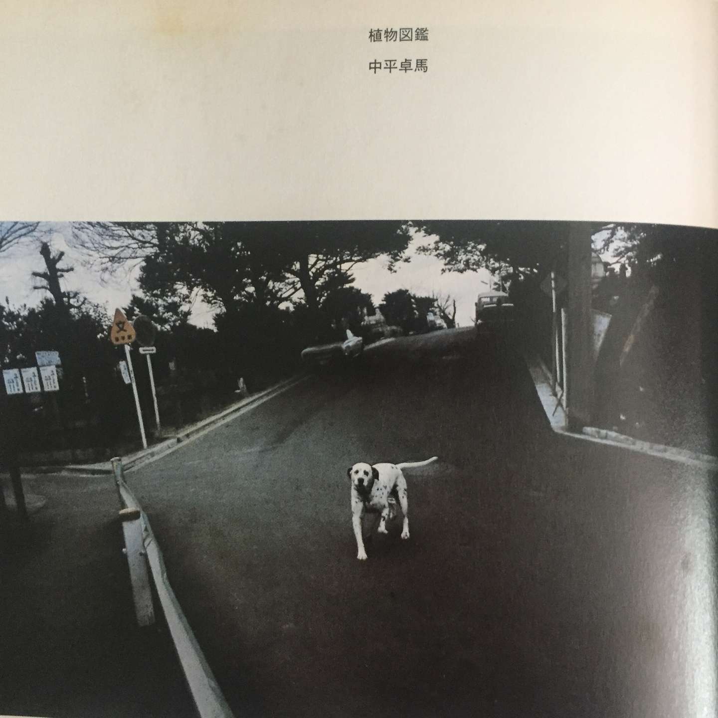 中平卓马 为了摄影杀死自己 甚至是两次 知乎