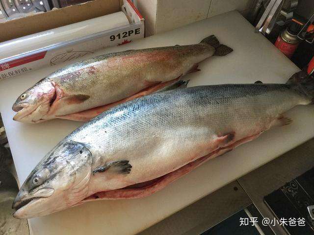 桂花鱼是鳕鱼吗