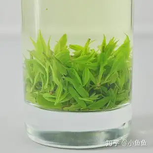 喝苦丁茶有什麼作用與效果什麼時候喝好呢