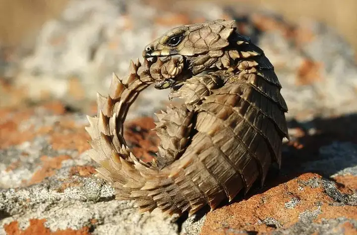 An armadillo lizard biting its own tail/Source: Bing