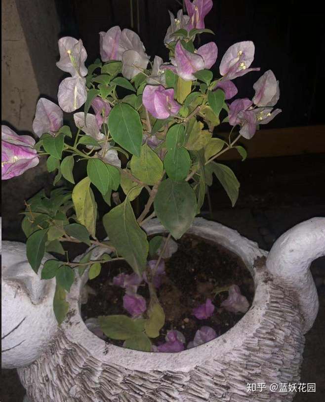 蓝妖 想要盆栽长的旺 开花多 正确选盆等于成功一半 知乎
