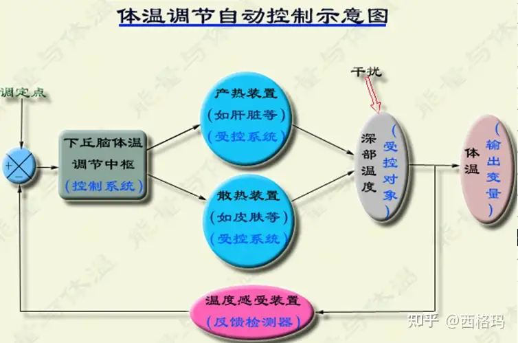 病理生理学5-发热- 知乎