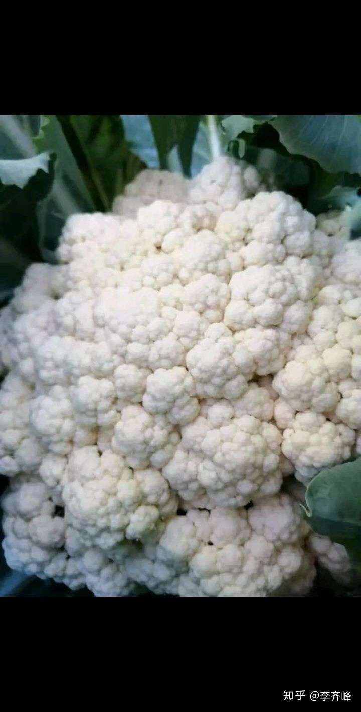 松花菜一次栽植多茬收获种植技术 知乎