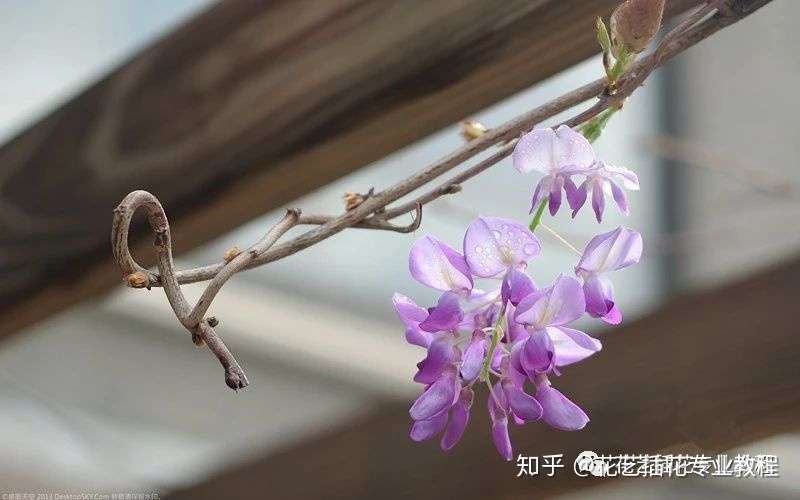 常用的鲜切花 紫荆花紫藤花玉兰 知乎