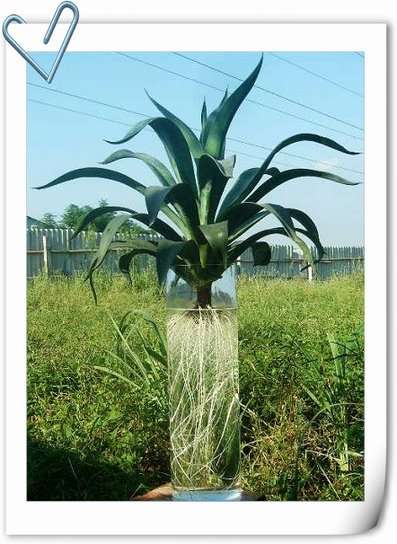 植物水培 那些误区那些坑 知乎