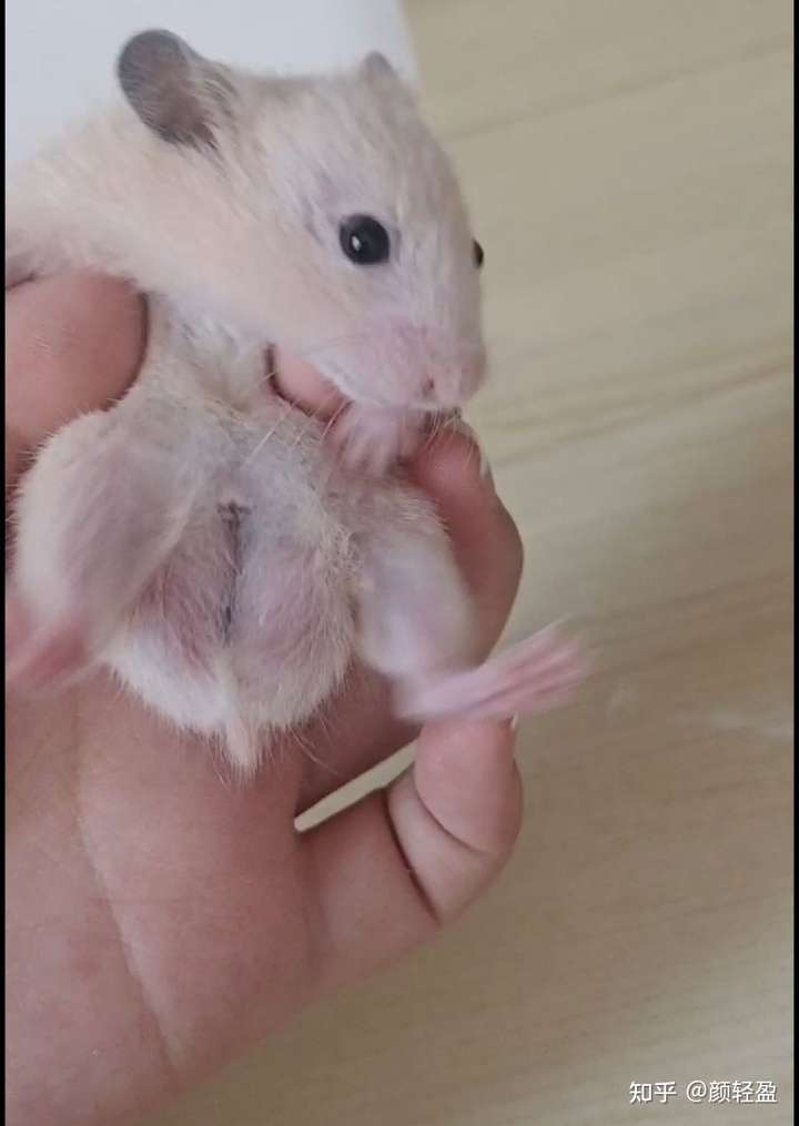 可以帮我看看这个金丝熊是多大的吗?