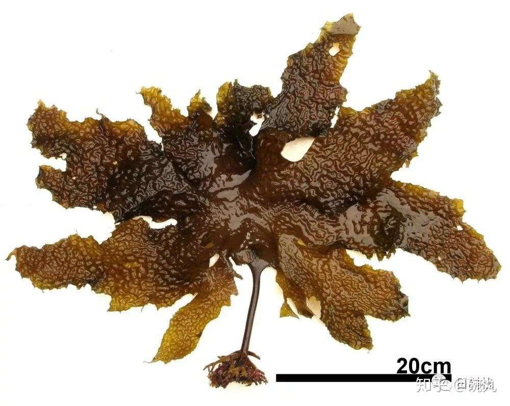 昆布 它到底是不是是不是海带呢 知乎