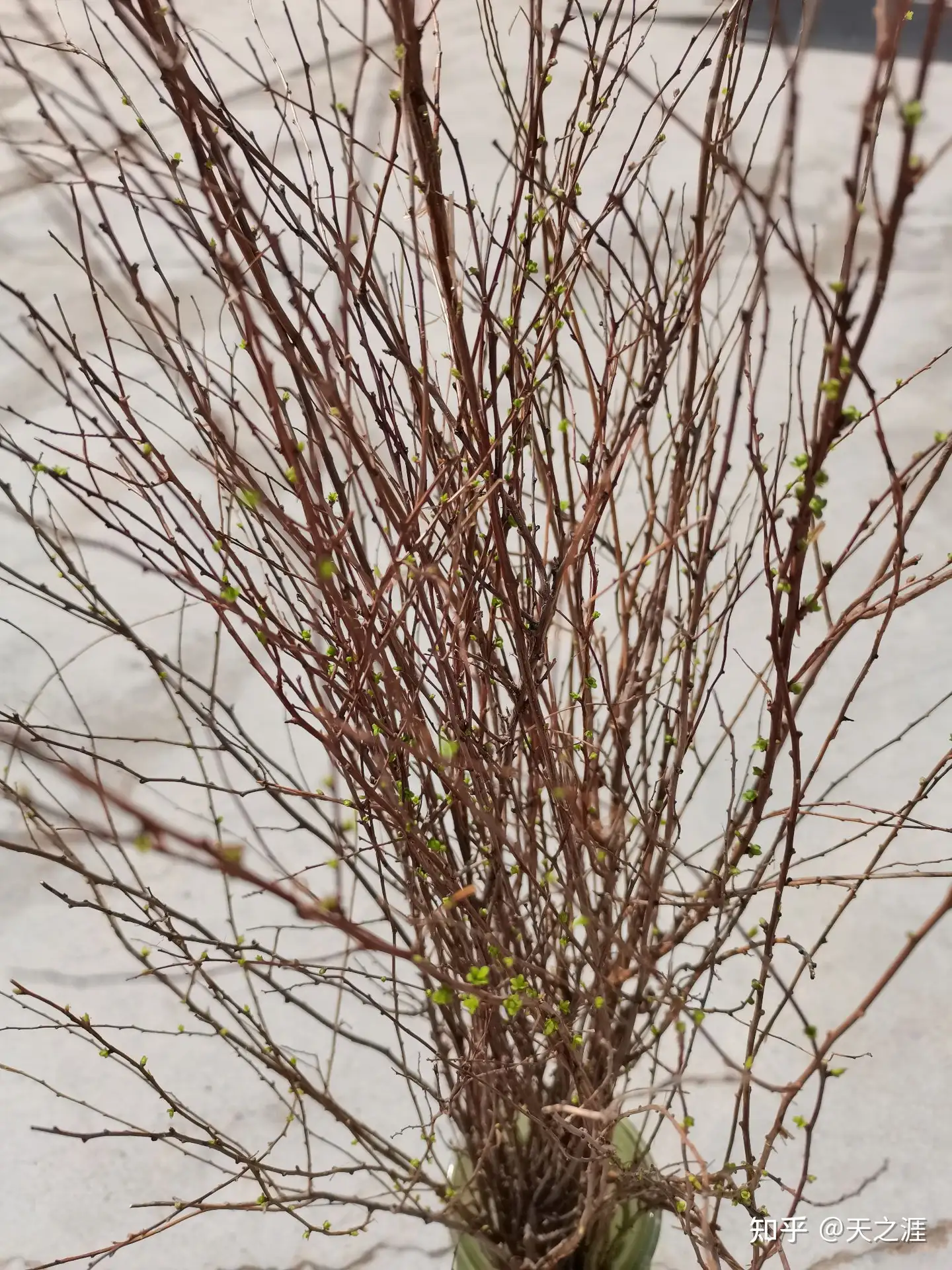 雪柳和水仙花 知乎
