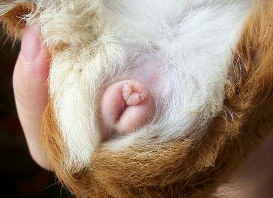 这两只豚鼠是公还是母?