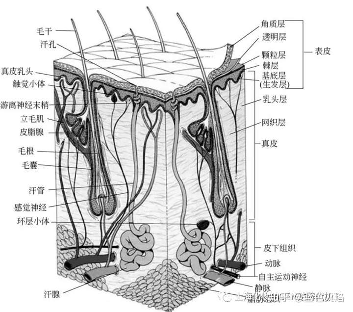 蓝色火焰 化妆品oem贴牌代加工 一,皮肤的结构与功能 皮肤位于人体