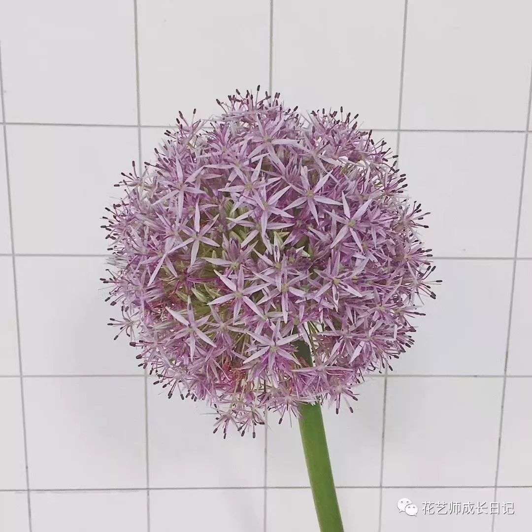 大花葱 花艺界中最贵的 葱 圆嘟嘟 敲可爱 知乎