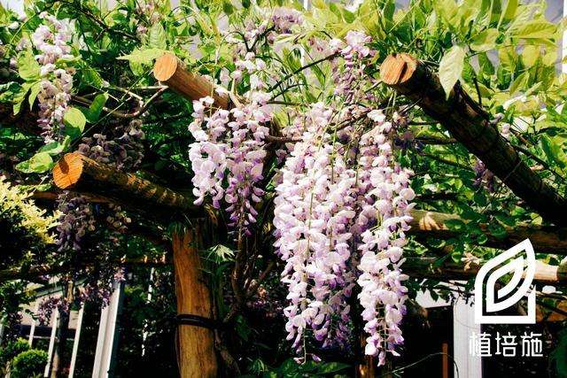 植培施 紫藤wisteria Sinensis 落叶藤本类栽培手册 知乎