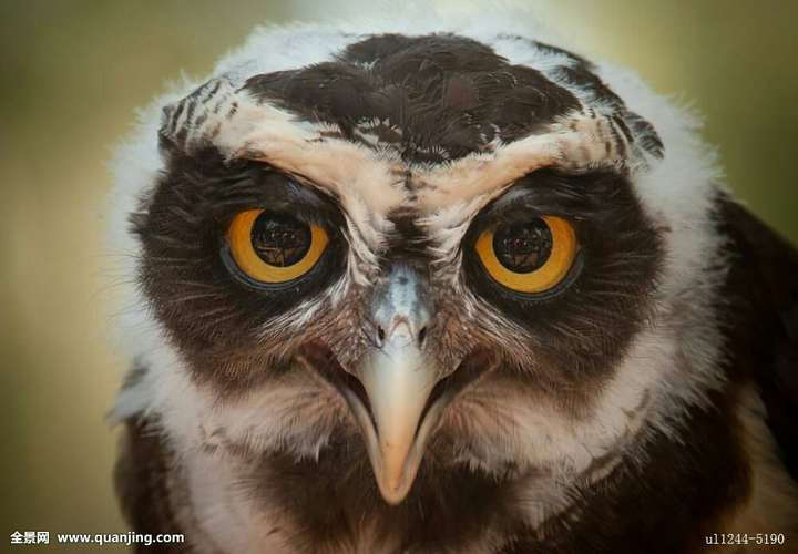 什么动物的眼睛最好看