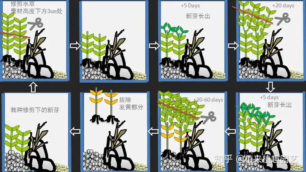 植来植趣 长沙鱼缸草缸的日常养护管理方法 知乎