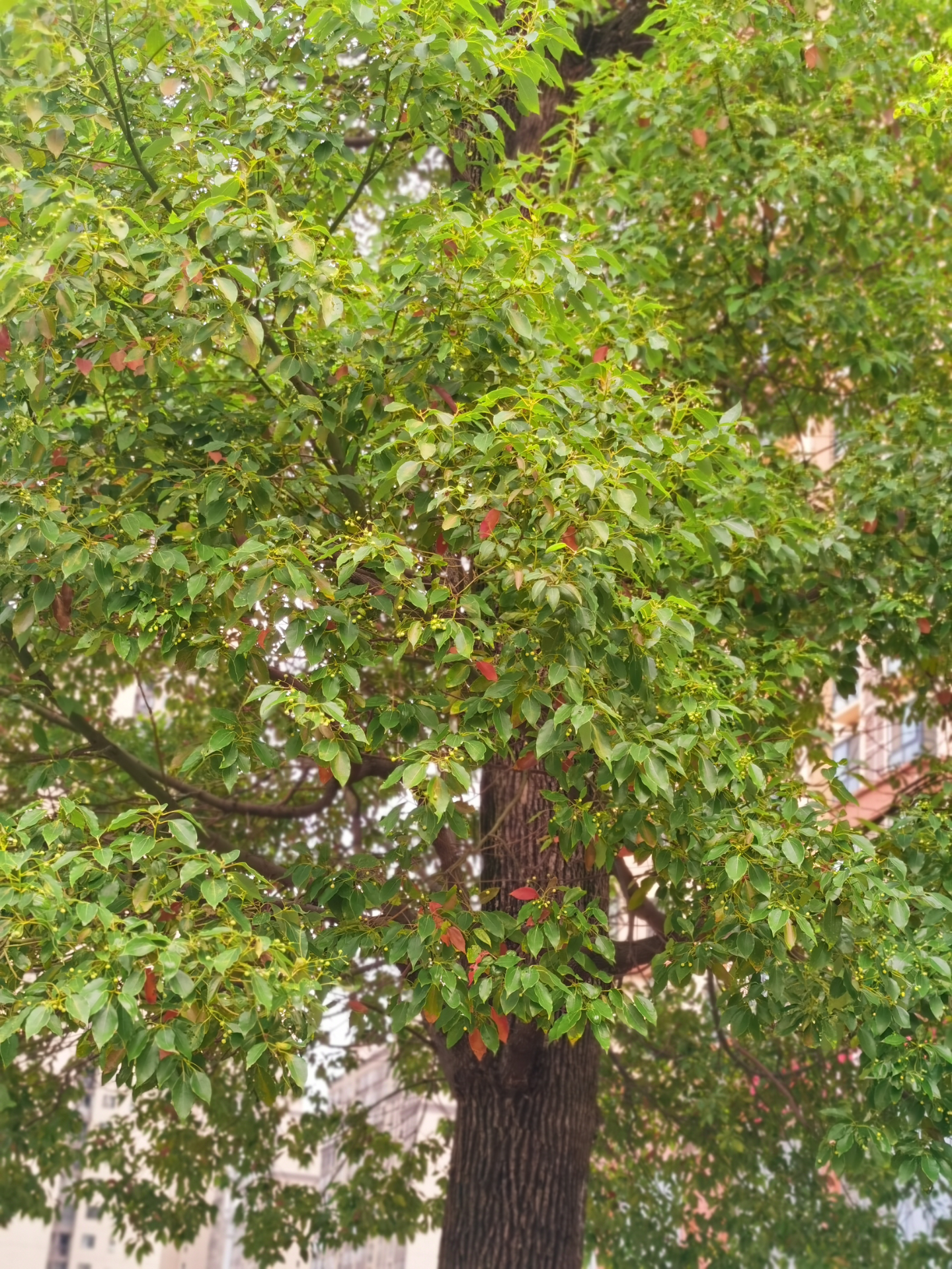 善解胖胖猪 的想法: 一颗有心的树 | #创作打卡挑战赛# #城市