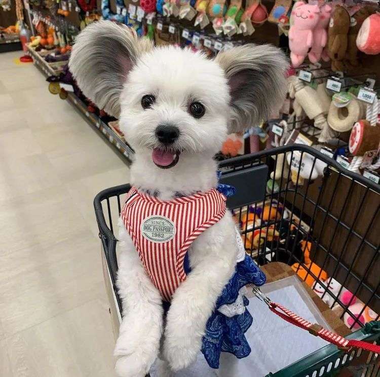 马尔济斯和蝴蝶犬 生出来了一只米老鼠 知乎