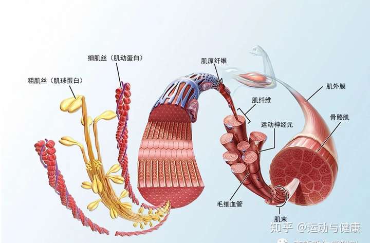 怎么缓解颈部右侧肌肉紧张