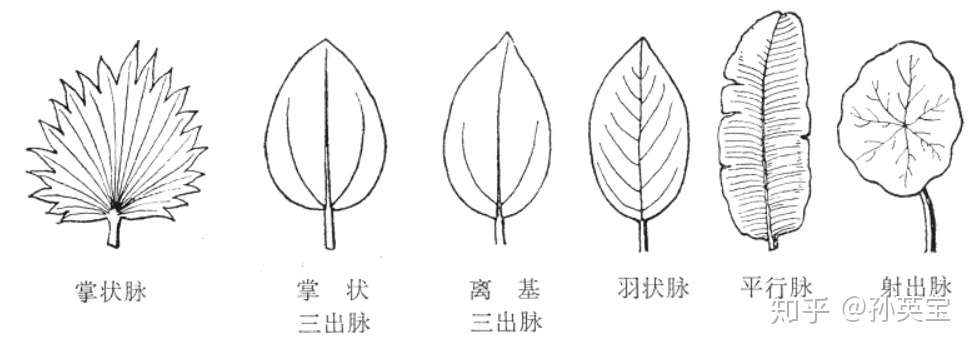 植物科学绘画之叶的科学绘画方法 知乎