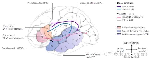 占坑贴语言的神经机制是什么