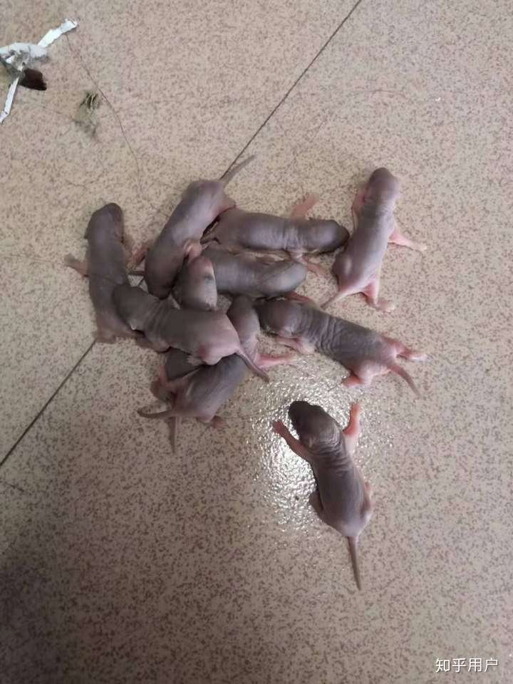 桌子搬开后,那堆小老鼠就完全暴露出来了.