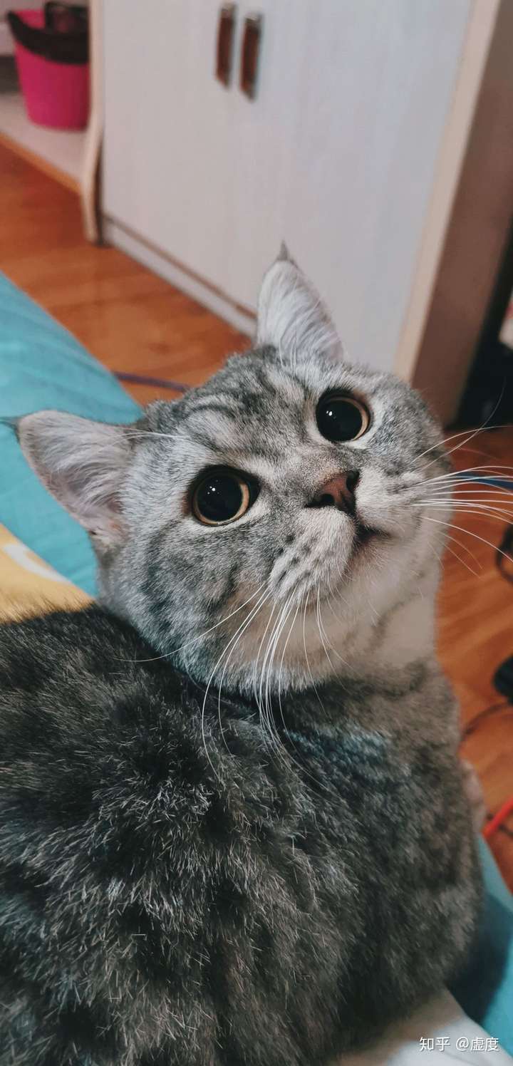 可以分享一张你们家猫咪最好看的照片吗?