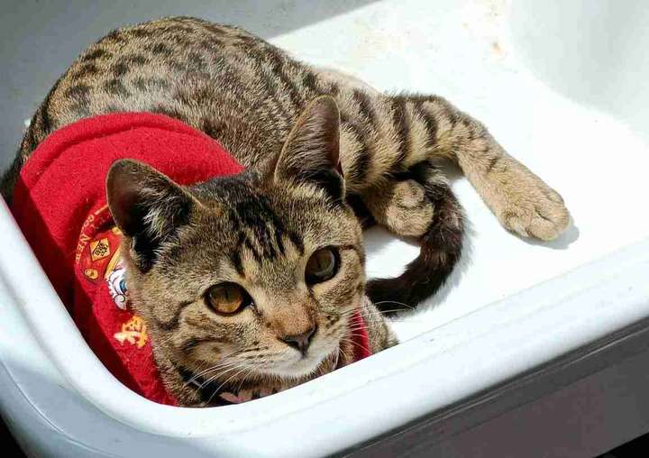 豹猫蓝猫杂交的猫长啥样,求大佬告知? - 知乎