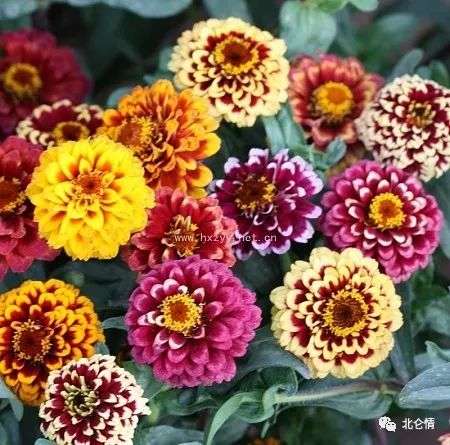 百日草 奇妙而美丽的邻居 知乎