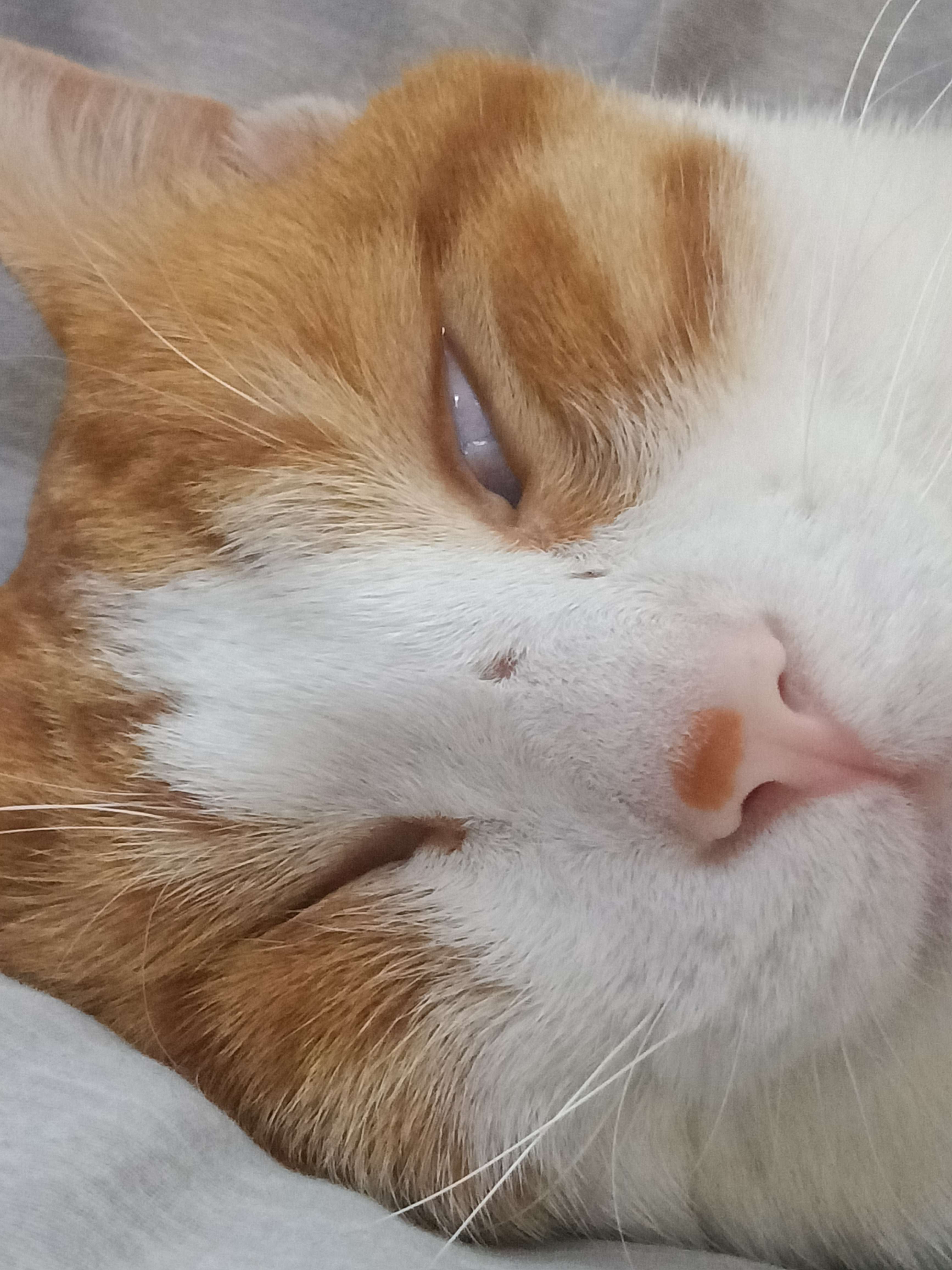 皇甫铁木木木几 的想法: 不是 谁家小猫咪睡觉翻白眼啊!