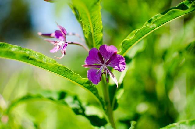 蒙古神花 柳兰花 枝叶似柳 花似兰 知乎