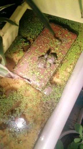 乌龟为什么不能一直待在水里 v2-47169b6792041682383bc1d68a980053_bh.jpg?source=1940ef5c