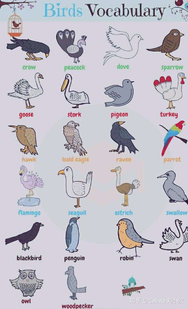 鸟类相关英语词汇及表达