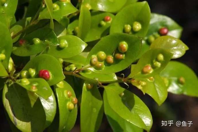 观赏植物长 痘 怎么办 知乎