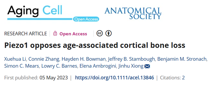 Piezo1 對抗與衰老相關的皮質骨丟失