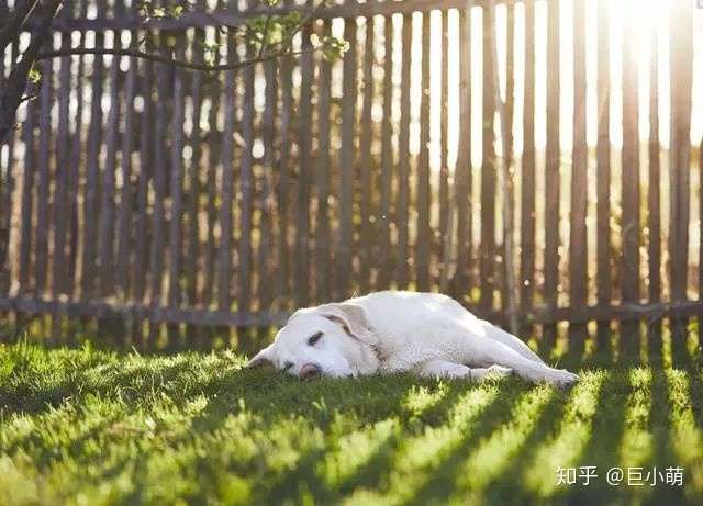 关于狗狗睡眠的10个科学真相 与狗狗同眠 女性会睡得更香 知乎