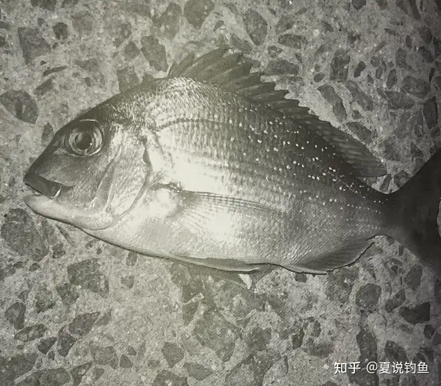 釣具10個趣味海魚-