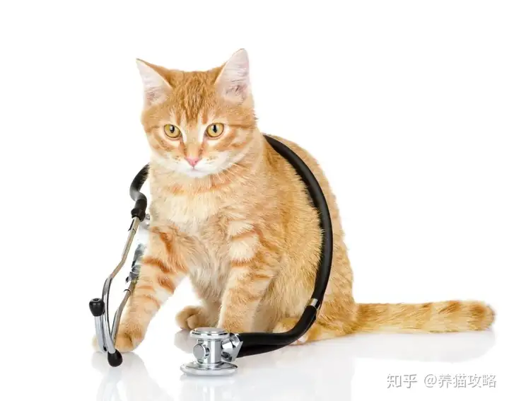 猫猫常备药物（这些猫咪常备药品，你家都准备了吗？）